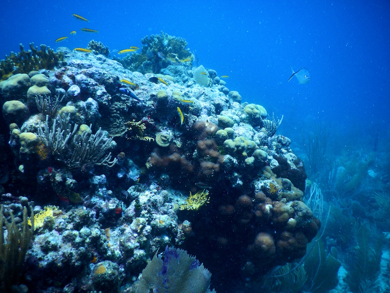 Coral Reef Ecology 101 | SeaTrek BVI